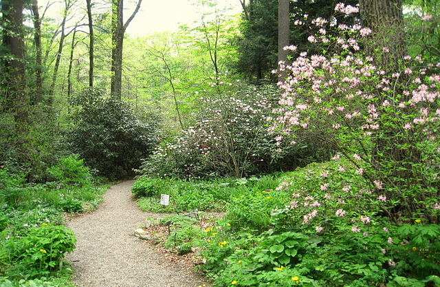 New England plants