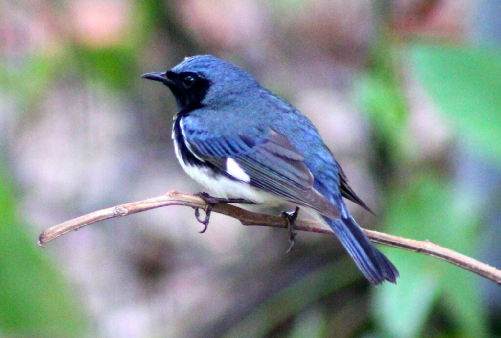 Black-throated Blue Warbler