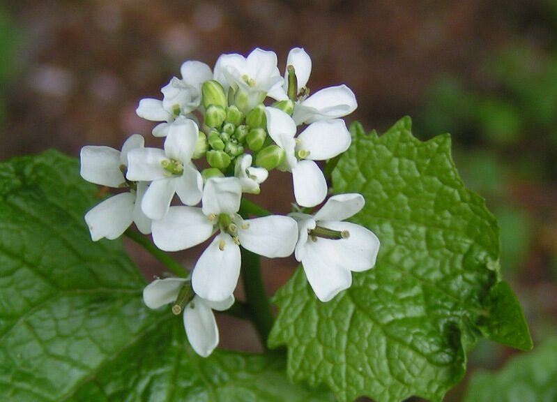 Garlic Mustard