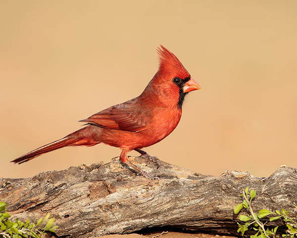 cardinal