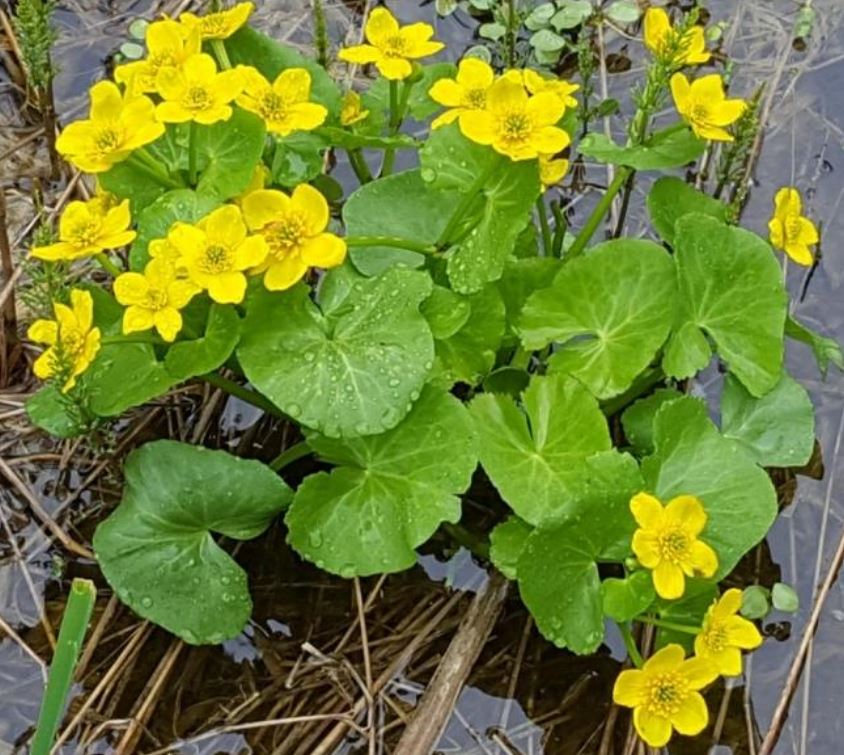 marsh marigold