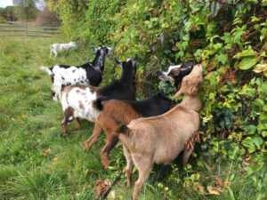 Goats at Chiesa Farm