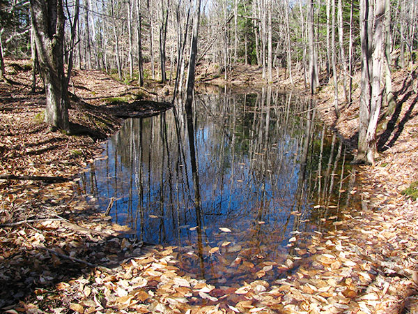 vernal pool